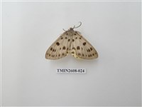 藏品(尺蛾123.a)的圖片